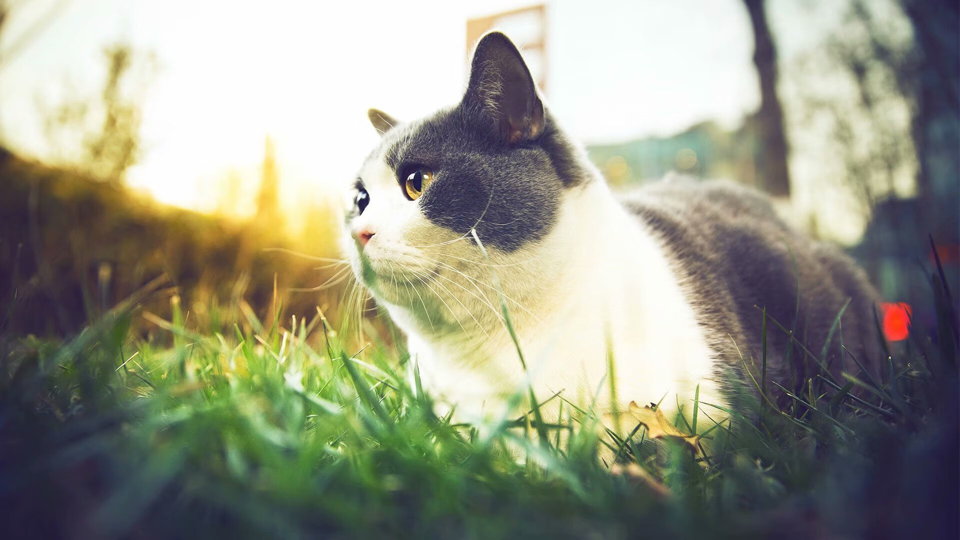 开云APP-老鹰展翅撕破雷霆！利拉德39分诠释何为关键先生